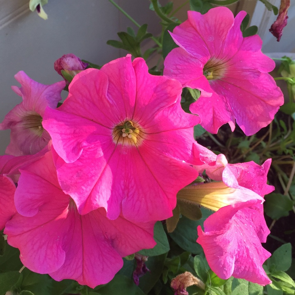 Meet your Posher, Karen